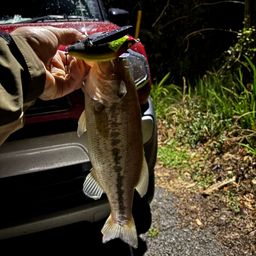 ラージマウスバス