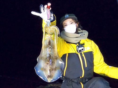アオリイカの釣果