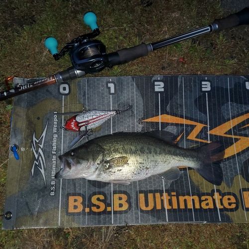 ブラックバスの釣果