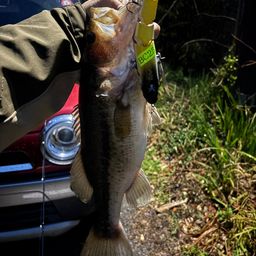 ラージマウスバス