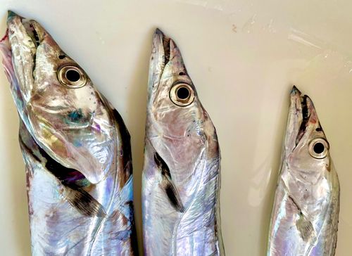 タチウオの釣果