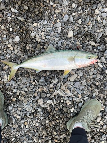 メジロの釣果
