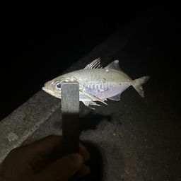 アジ