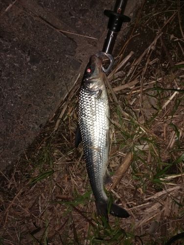 ニゴイの釣果