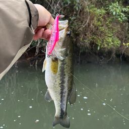 ラージマウスバス