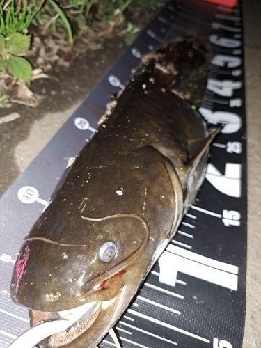 ナマズの釣果