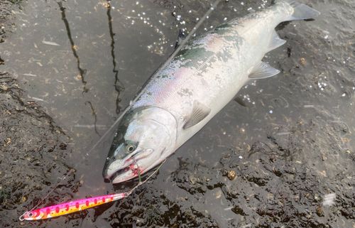 サクラマスの釣果