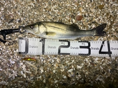 セイゴ(マルスズキ)の釣果