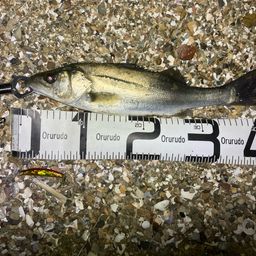 セイゴ（マルスズキ）