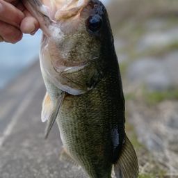 ラージマウスバス