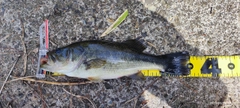 ラージマウスバスの釣果