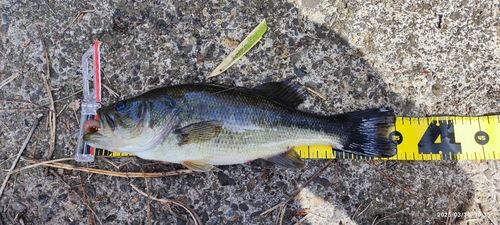 ラージマウスバスの釣果