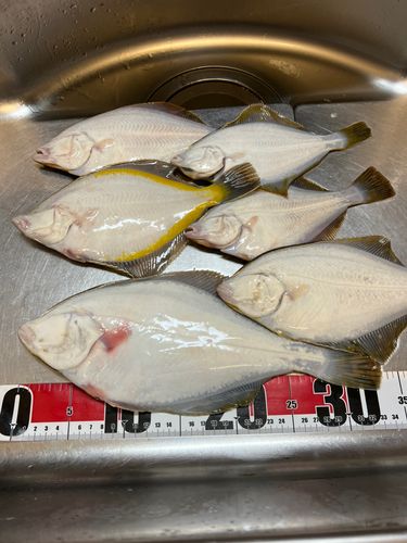 イシガレイの釣果