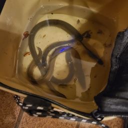 ウナギ