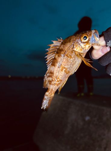 アカメバルの釣果