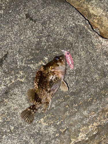 ムラソイの釣果