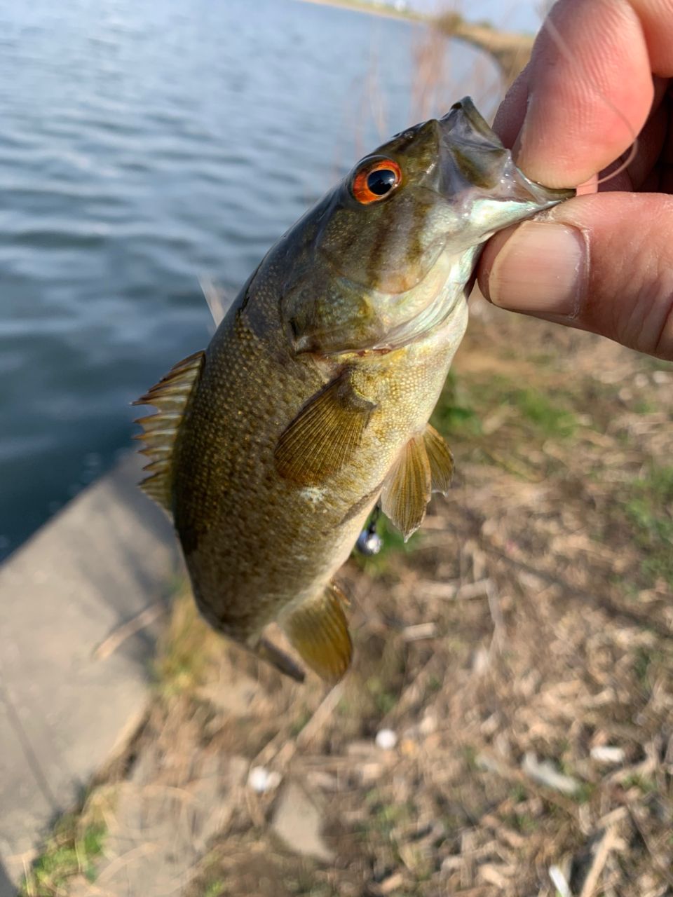 スモールマウスバス