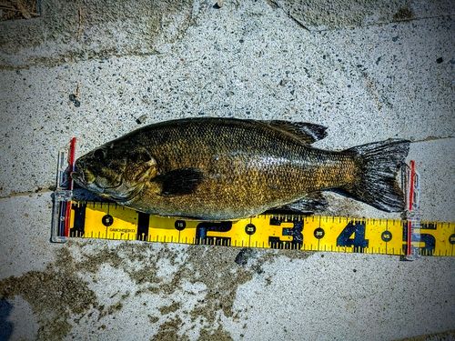 スモールマウスバスの釣果