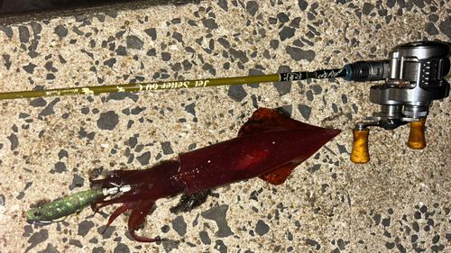 ヤリイカの釣果