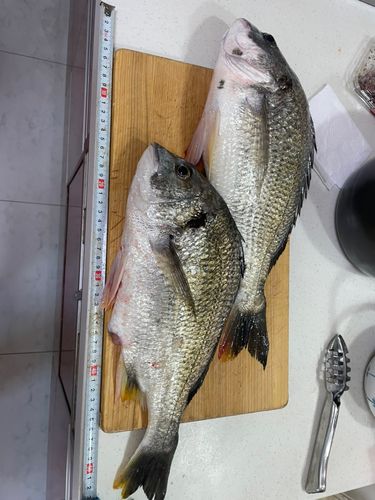 キビレの釣果