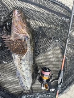 アイナメの釣果