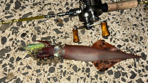 ヤリイカの釣果