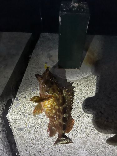 カサゴの釣果