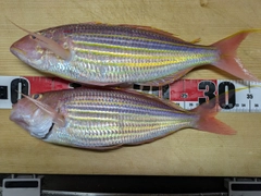 釣果