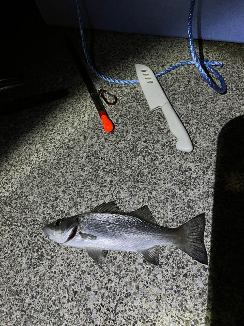 セイゴ（ヒラスズキ）