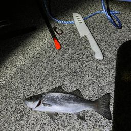 セイゴ（ヒラスズキ）