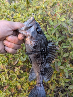 クロソイの釣果