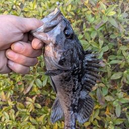 クロソイ