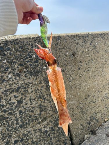 ヤリイカの釣果