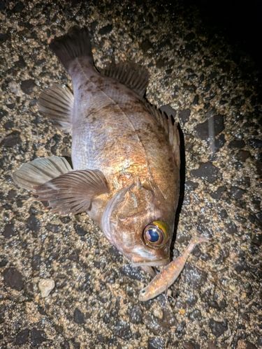 シロメバルの釣果
