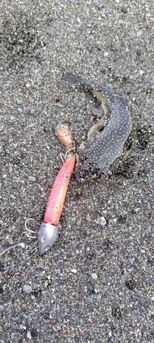 クサフグの釣果