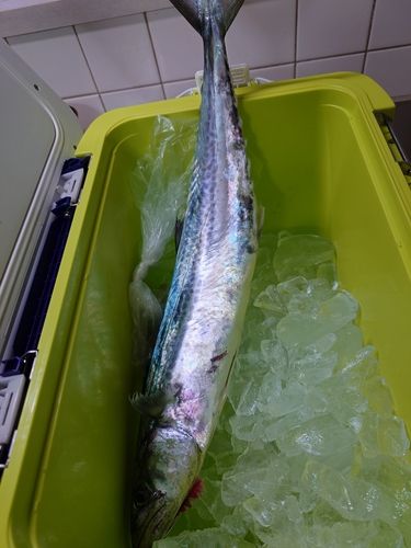 釣果