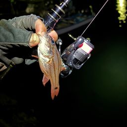 ヨコスジイシモチ