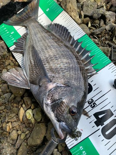 チヌの釣果
