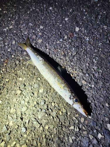 カマスの釣果