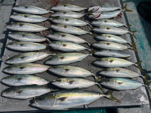 メジロの釣果