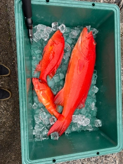 スジアラの釣果