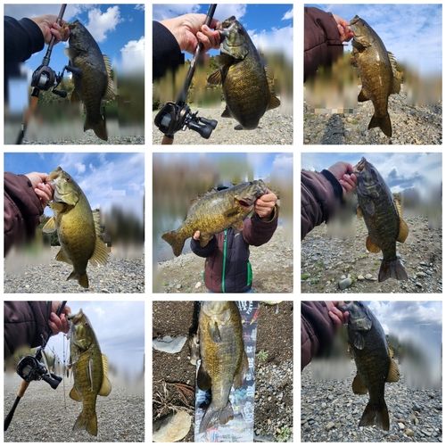 スモールマウスバスの釣果