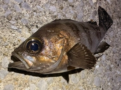 メバルの釣果