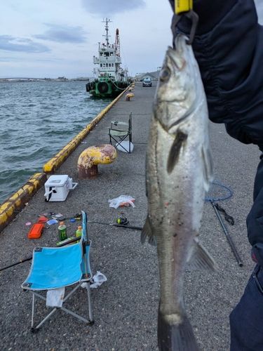 スズキの釣果