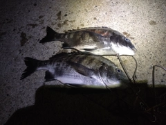 クロダイの釣果