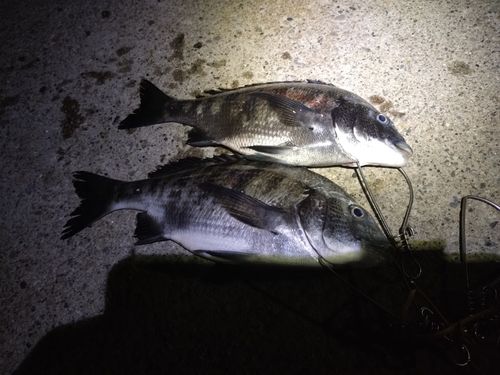 クロダイの釣果