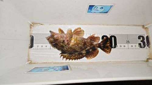 ガシラの釣果