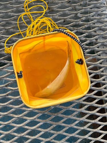 コノシロの釣果