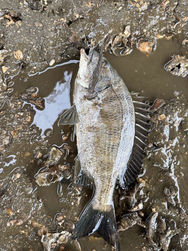 チヌの釣果