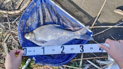 ダントウボウの釣果